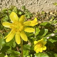 キュウリグサ,姫立金花(ヒメリュウキンカ),ツワブキの綿毛,フウセントウワタの実,赤いボケの花の画像