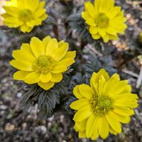 ヒメリュウキンカ,マンサク,福寿草,季節のお花,黄色のお花♡の画像