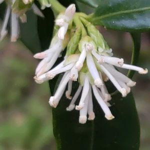 サルココッカ,サルココッカ,サルココッカ,サルココッカ,サルココッカの画像