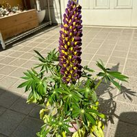 アリッサム,ストック,ハボタン,ルピナス,パンジーの画像