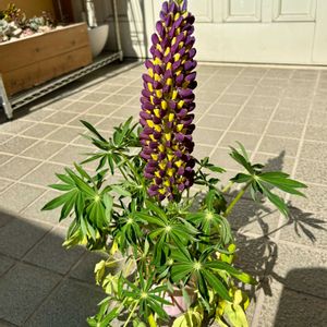 アリッサム,ストック,ハボタン,ルピナス,パンジーの画像