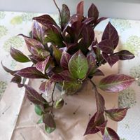 チランジア,トキワシノブ,トキワシノブ,ティランジア・エスピノーサ,ティランジア・エスピノーサの画像