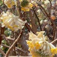 ミツマタ,木瓜（ぼけ）の花,季節の花,花のある暮らし,小さな庭の画像