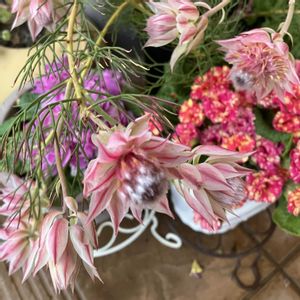 セルリア プリティーピンク,お花,花木,低木,おうち園芸の画像