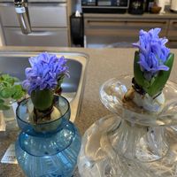 ヒアシンス,ヒアシンスの花の画像