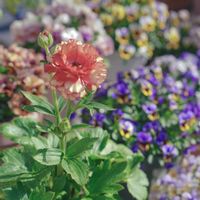 ラナンキュラス,ランドセルシリーズサラセレネイパリオンの画像