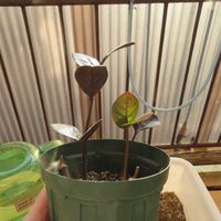 ザミオクルカス・レイヴン,観葉植物,インテリアグリーン,珍奇植物,風水の画像