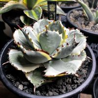 アガベ,王妃兜蟹錦,観葉植物,塊根植物,室内管理の画像