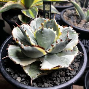 アガベ,王妃兜蟹錦,観葉植物,塊根植物,室内管理の画像