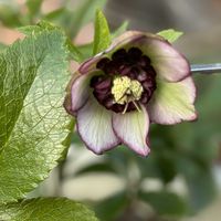 クリスマスローズの画像