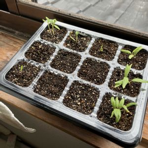 トマト,ナス,ナス,ピーマン,ピーマンの画像