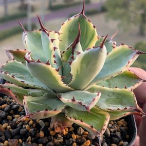 植え替え,葉挿し,エケベリア属,多肉初心者,多肉植物とサボテンの画像