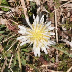 シロバナタンポポ,シロバナタンポポ,カワヅザクラ,白花たんぽぽ,癒されるの画像