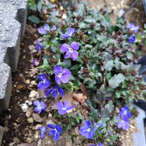 ベロニカ・オックスフォードブルー,花壇,半日陰の画像