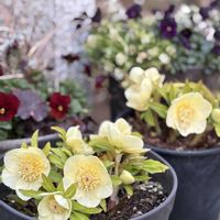 クリスマスローズ,宿根草♪,庭の画像