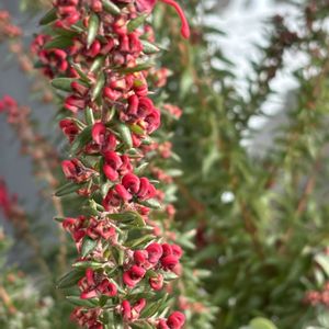 グレビレア,ナチュラルガーデン,冬を楽しむ,お庭の花たち,花と暮らすの画像