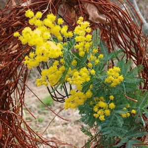 ミもザ,リース,小さな庭の画像