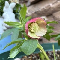 クリスマスローズ,クリスマスローズ,クリスマスローズ　オリエンタリス,クリスマスローズ ウィンター シンフォニー,バイカラーの画像