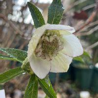クリスマスローズ,クリスマスローズ,クリスマスローズ,ピコティ,鉢植えの画像
