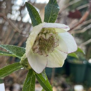 クリスマスローズ,クリスマスローズ,クリスマスローズ,ピコティ,鉢植えの画像