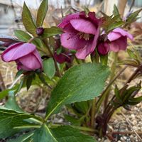 クリスマスローズ,小さい庭の画像