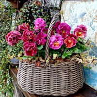 寄せ植え,可愛い,庭の花,癒し,花のある暮らしの画像