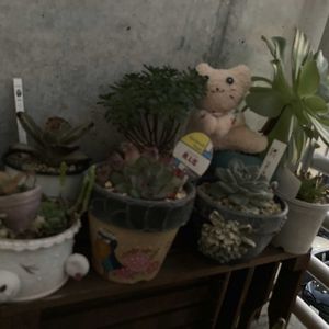 ベランダー,多肉女子,おひとりさま多肉,GS植物うちなーぐち会,まつぴよさんｿｯｸｽﾌｧﾐﾘｰ♥️の画像