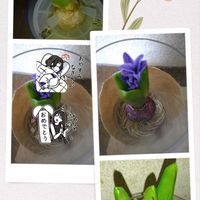水栽培チューリップ,切り花,ヒヤシンス水栽培,GSの繋がりに感謝♡,詐欺に注意の画像