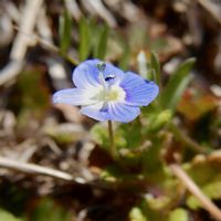 オオイヌノフグリ,小さな花,青い花,綺麗,花の写真の画像