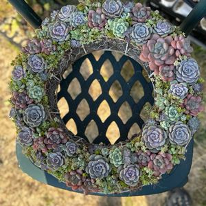 多肉植物,多肉寄せ植え,多肉植物リース,多肉植物のある暮らし,庭の画像