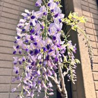 フジ,藤（ふじ）の画像