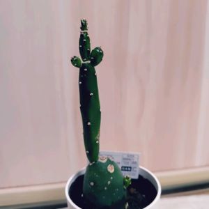 ダイソー,リビング・ダイニングの画像