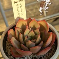 ダークアイス×ストリクチフローラノヴァ,多肉植物,エケベリア属,多肉植物の紅葉の画像