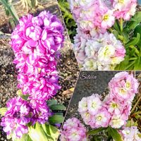 スイセン,ストック,ローダンセマム,八重咲きストック,ラッパスイセンの画像