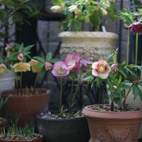 クリスマスローズ,早春,庭の画像