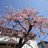 デージー,ハボタン,バラ,葉牡丹,デイジーの画像