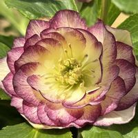 クリスマスローズ,癒し,花のある暮らし,植物のある暮らし,お庭のお花の画像