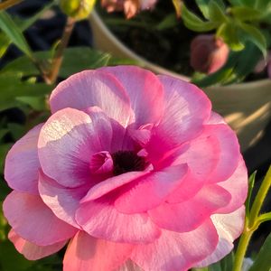 サボテン,ラナンキュラスラックスジュピター⭐︎,ラナンキュラスラックスジュピター⭐︎,ラナンキュラスラックスジュピター⭐︎,まつぴよさんのハシビロコウ❤️の画像