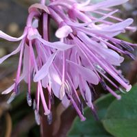 ショウジョウバカマ,地植え,スマホ撮影,今日のお花,チーム岐阜の画像