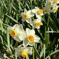 スイセン,水仙,岐阜県,多肉男子,国府宮神社の画像