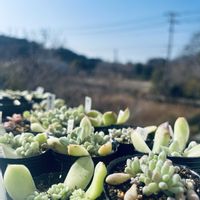多肉植物,葉挿しっ子の画像
