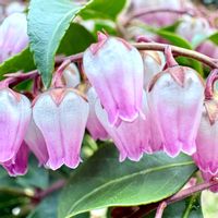 アセビ,アセビ,アセビ,ガーデニング,山野草の画像