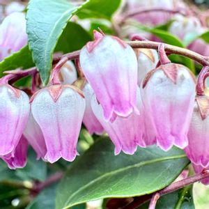 アセビ,アセビ,アセビ,ガーデニング,山野草の画像