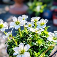 雲間草,鉢植え,可愛い〜♡,多年草,花のある暮らしの画像