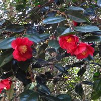 ヤブツバキ,樹木の画像