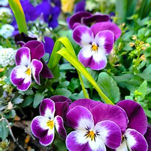 花のある暮らし,GSに感謝。,花は癒やし♡,繋がりに感謝✨,チーム愛知の画像