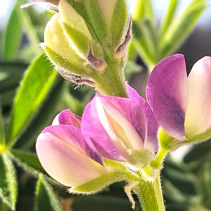 ルピナス,ルピナス,鉢植え,花びら,復興祈願の画像