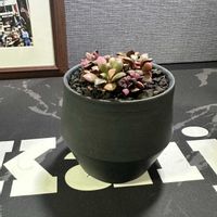 多肉,アナカンプセロス　桜吹雪,アナカンプセロス　桜吹雪の画像