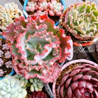 多肉植物,お一人様,おひとり様,雪国,雪国タニラーの画像