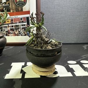 チレコドン レスキュラーツ万物想,万物想(ばんぶつそう),塊根植物,チレコドン属の画像